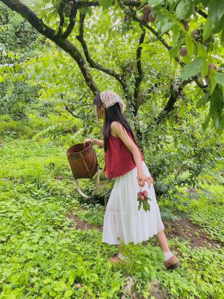 Hái mận Mộc Châu, cảnh đẹp, mận ngon