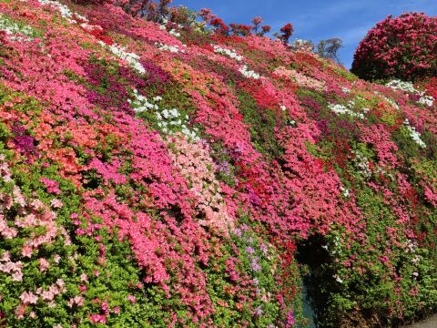 Matsumoto Azalea Garden, Nagasaki | A spectacular view that can