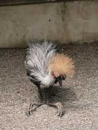#鳳凰谷鳥園生態園區-南投縣鹿谷鄉