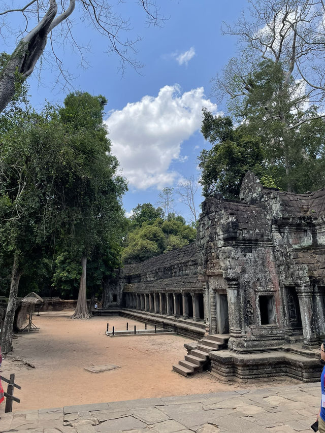 🇰🇭 Ta Prohm: The Angelina Jolie Temple