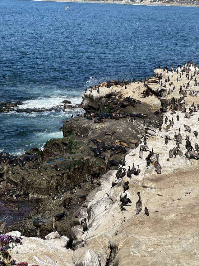 🐬 La Jolla Cove, 샌디에고의 보석 같은 해변! 