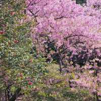 これが無料？穴場な桜スポット