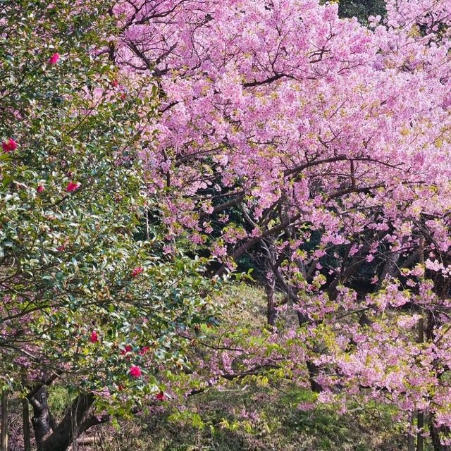 これが無料？穴場な桜スポット