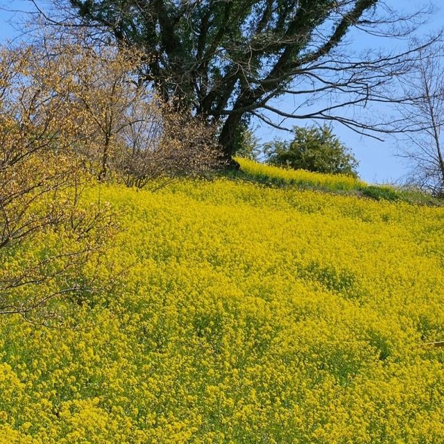 約2ヘクタールの丘が一面黄色に染まる