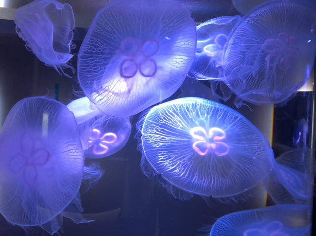 🇯🇵【香川県】海沿いにある水族館！四国水族館🦭(^^)