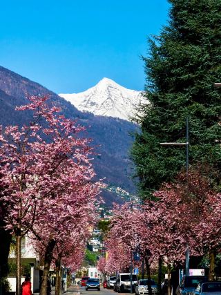 🇨🇭Spring Blossom Escape: Ascona Cherry Blossom Avenue