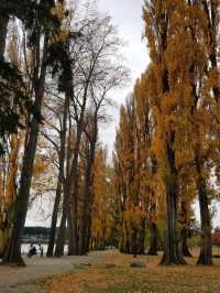 That Wanaka Tree - the lonely creature in the lake