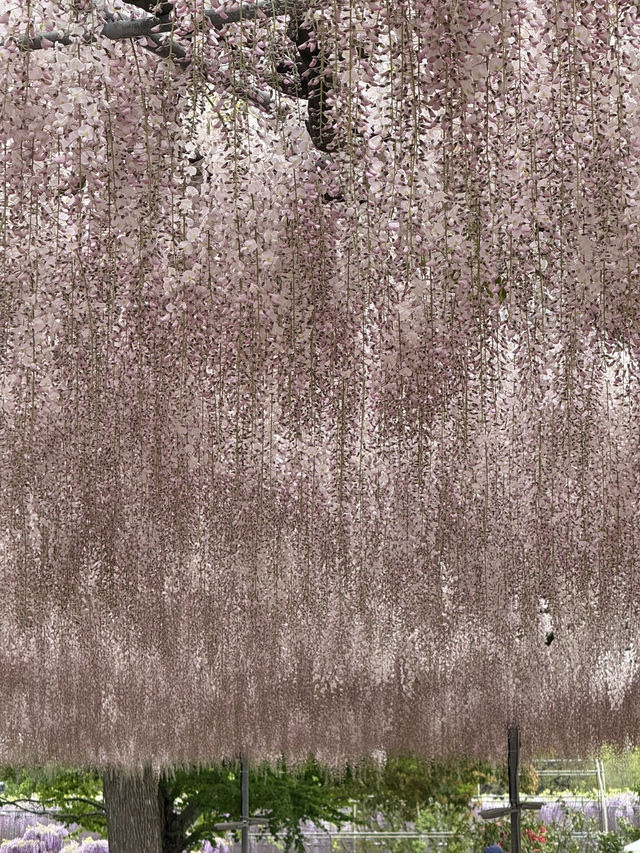 足利フラワーパーク🌼四季折々の絶景が楽しめる癒しスポット🪻💐