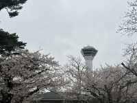 114北海道櫻花之旅