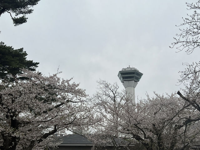 114北海道櫻花之旅