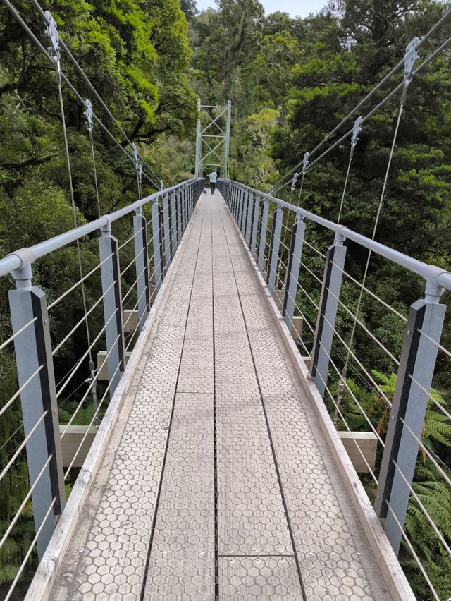🇳🇿鈕西蘭 西海岸 Hokitika：海邊、森林、樹頂、藍河