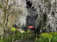 法華原華庭園，高達10公尺的巨大身延垂枝櫻