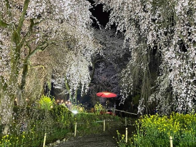 法華原華庭園，高達10公尺的巨大身延垂枝櫻