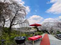 法華原華庭園，高達10公尺的巨大身延垂枝櫻
