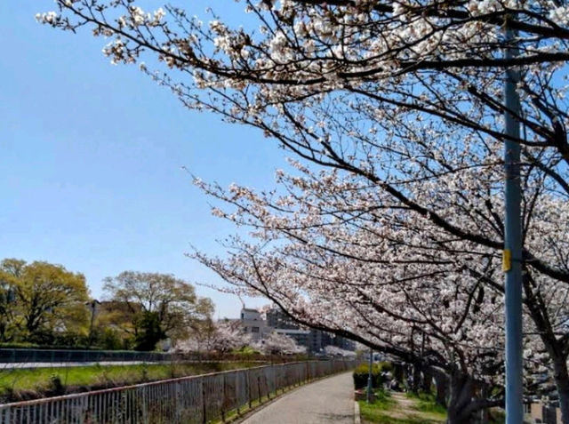 系田川櫻花道，大阪近郊江坂的市民親水河堤