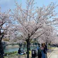 A Day in Hiroshima: History and Blossoms