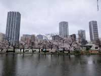 Vibrant Seasons and Culture at Ueno Park