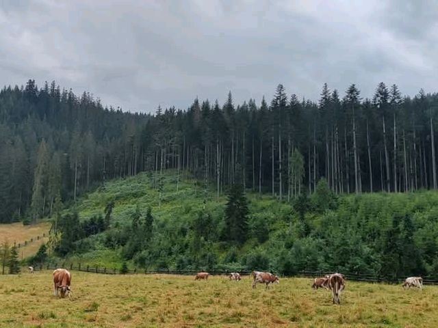 到札科帕內Dolina Chochołowska山谷健行
