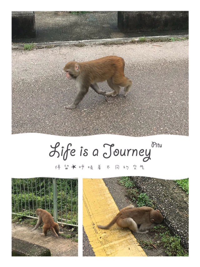 城門水塘郊野行，發現🐒