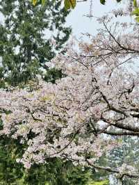 雲海與櫻雪交織的春日奇景：阿里山櫻花季🌸
