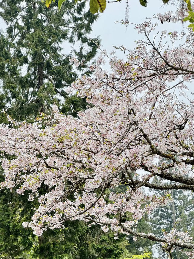 雲海與櫻雪交織的春日奇景：阿里山櫻花季🌸