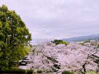 kyoto blossom