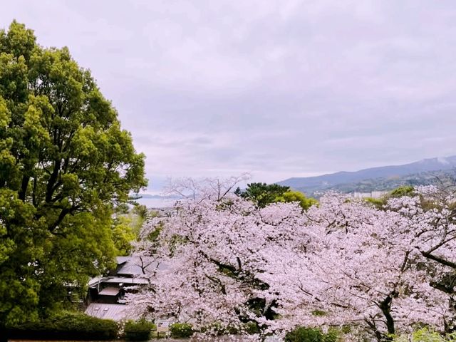 kyoto blossom