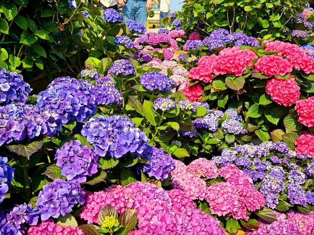 Hydrangea Garden at Ilsan Flower Festival