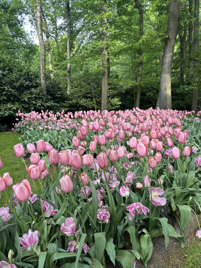 【オランダ】チューリップ🌷