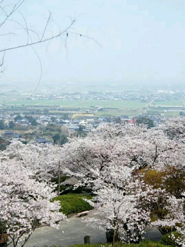 Maizuru Park: A Tranquil Retreat with Historic Echoes in Fukuoka