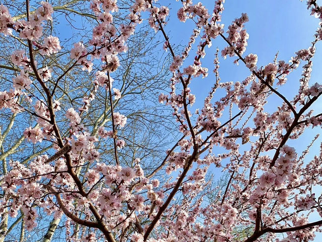 SPRING BLOOMS IN PARIS | JARDIN DES PLANTES