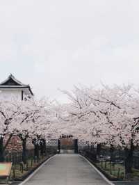 Petals of Perfection — Spring Elegance at Kenrokuen, Kanazawa