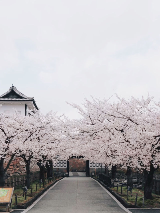 Petals of Perfection — Spring Elegance at Kenrokuen, Kanazawa