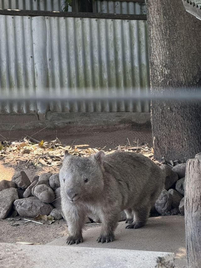 🦘🐨💕Up Close with Kangaroos at Lone Pine Sanctuary