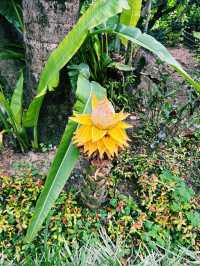 香港｜動植物公園向日葵季｜陽光燦爛的花海回憶