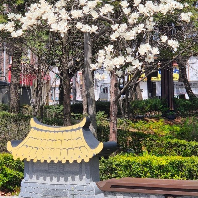 태백벚꽃맛집🩷[황지연못벚꽃]