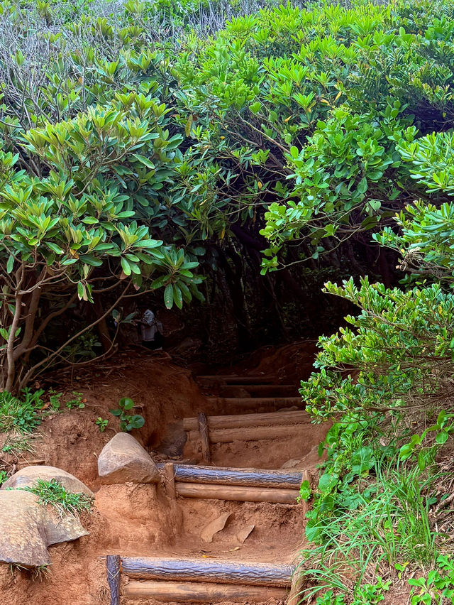 糸島龍貓森林