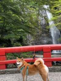 A Peaceful Escape to Minoh park.
