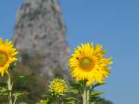 ทุ่งทานตะวันเขาจีนแล ลพบุรี – สีสันแห่งฤดูหนาว