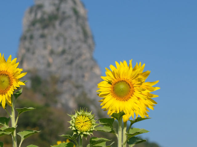 ทุ่งทานตะวันเขาจีนแล ลพบุรี – สีสันแห่งฤดูหนาว