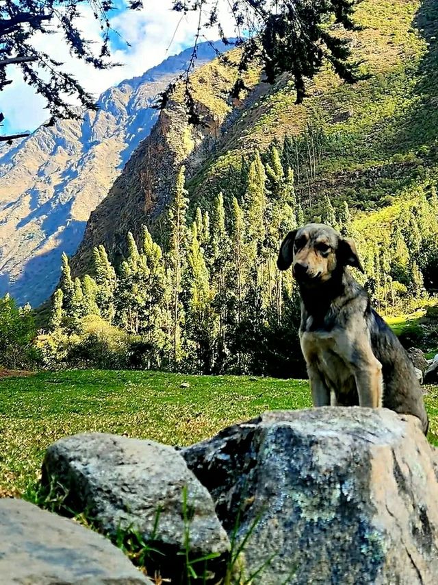 Walking the Ancient Path: Inca Trail to Machu Picchu