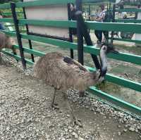 たくさんの種類の鳥に間近で会える動物園🕊️🤍