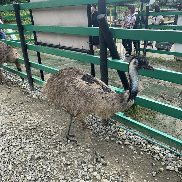 たくさんの種類の鳥に間近で会える動物園🕊️🤍