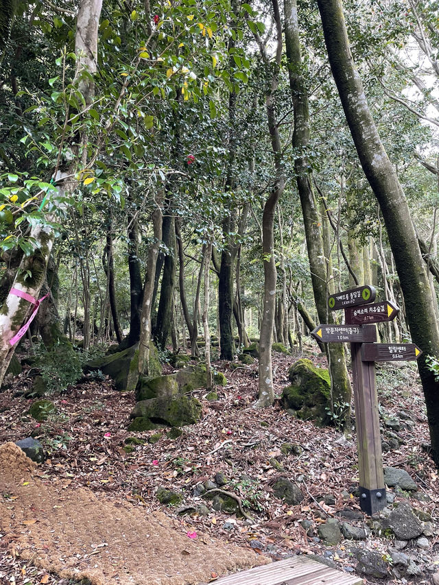 🌳 서귀포 치유의숲, 제주의 자연 힐링! 