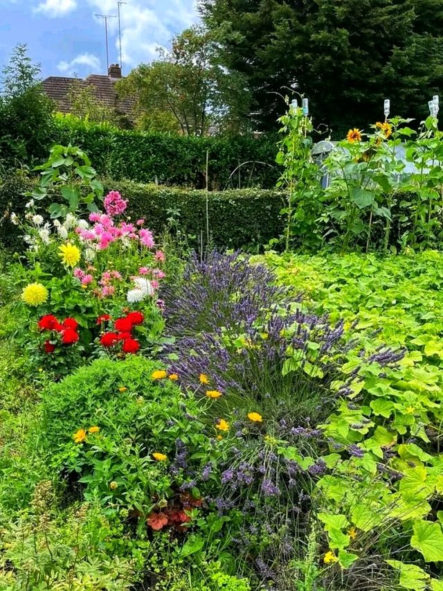 Whispers of Spring at Stoney Road Allotments 