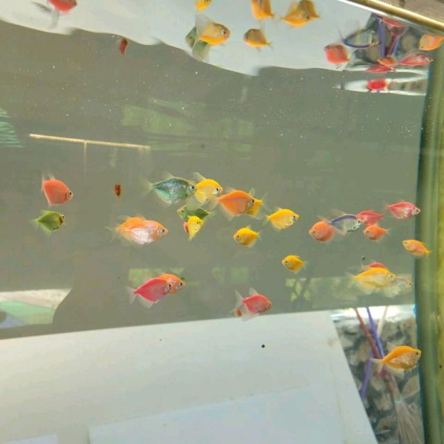 【キャンディ】ハンサナバードパーク