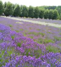一面のラベンダー畑　夏の北海道の「ファーム富田」