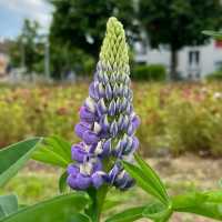🌿 **Schynige Platte Alpine Garden (Alpengarten)