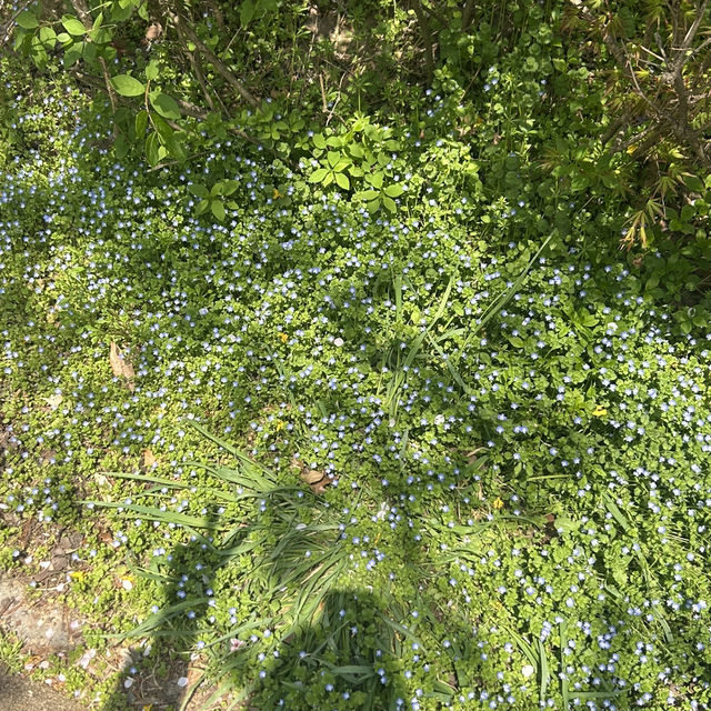 봄에 더욱 아름다운 청주 오송 🌸