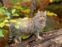 Bavarian Forest National Park – Germany’s First Wilderness Sanctuary